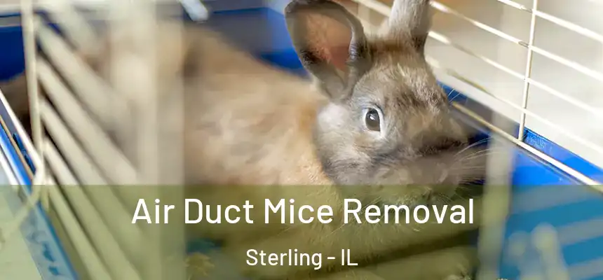  Air Duct Mice Removal Sterling - IL